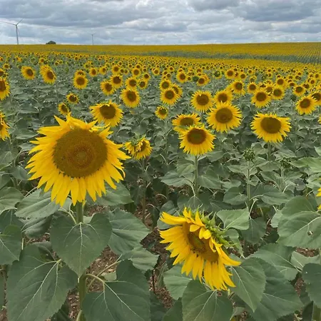 Le Reve De Breuillac Surin (Vienne)